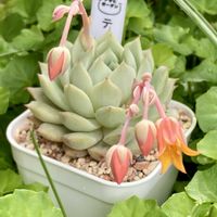 カルフォルニアライラック,エケベリア,地湧金蓮

（ちゅうきんれん）,庭の画像