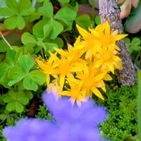 セダム,黄色い花,多肉植物の花,平和を願う☆,小さな庭の画像