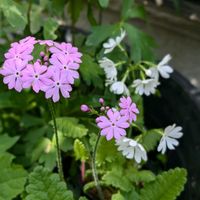 サクラソウ,プリムラ マラコイデス,桜草,山野草,いつもありがとう♡の画像