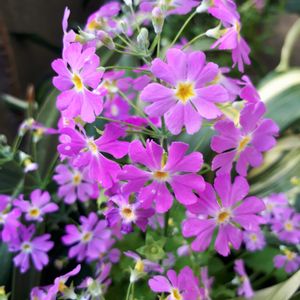 サクラソウ,花言葉,今日のお花,ピンクワールドへ ようこそ,しあわせ運べるようにの画像