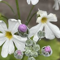 サクラソウ,花壇,ガーデニング,山野草,サクラソウ科の画像