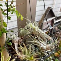 チランジア,イオナンタ,ウスネオイデス,ハリシー,ストレプトフィラの画像