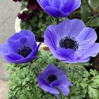 アネモネ,ネモフィラ,リナリア,花かんざし,ネモフィラ ペニーブラックの画像