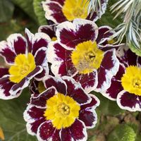 プリムラ,花壇,ガーデニング,山野草,サクラソウ科の画像