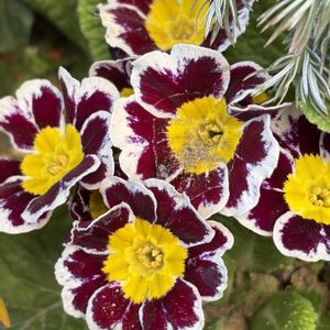 プリムラ,花壇,ガーデニング,山野草,サクラソウ科の画像