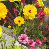 グレビレア,ラナンキュラス　ラックス,ナチュラルガーデン,お庭の花たち,宿根草の庭の画像