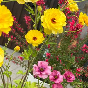 グレビレア,ラナンキュラス　ラックス,ナチュラルガーデン,お庭の花たち,宿根草の庭の画像