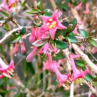 地植え,日当たりの良い場所,畑の画像