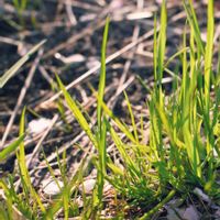 タンポポ,散歩,日光浴,自然,お散歩の画像