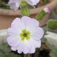 サクラソウ,雲南サクラソウ,花壇,ガーデニング,山野草の画像