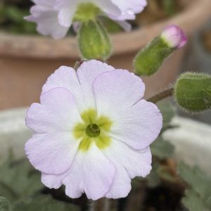 サクラソウ,雲南サクラソウ,花壇,ガーデニング,山野草の画像