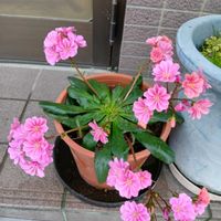 レウィシアの画像