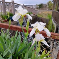 ジャーマンアイリスの画像