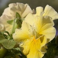 ペチュニア,マーガレット,ビオラ,ビオラ 華あられ,雨上がりの画像