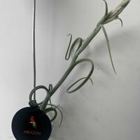 チランジア,ポトス,イオナンタ,チランジア インターメディア,ポトス テルノエスプリの画像