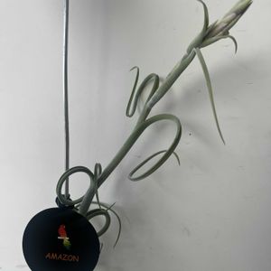 チランジア,ポトス,イオナンタ,チランジア インターメディア,ポトス テルノエスプリの画像