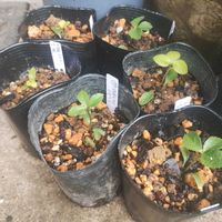 クリスマスローズ,花かんざし,プルモナリア,植中毒,GSに感謝。の画像