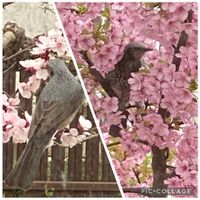 アンズ,河津桜,花のある暮らし,春が来た,平和の祈りの画像