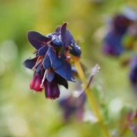 ハナニラ,イカリソウ,エリシマム,セリンセ・マヨール,花のある暮らしの画像