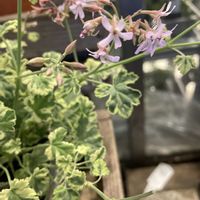 ナツメグゼラニウム,ナツメグゼラニウム,ハーブ,花屋の店先,ピンク色の花の画像