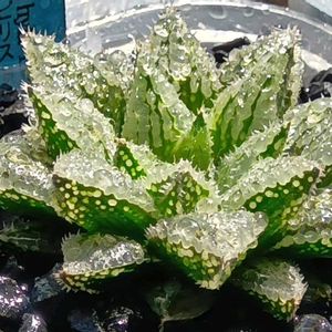 H.notabilis hyb.✕H.nishii n.n.,ハオルチア属,多肉ちゃん,ボタニカルライフ,ベランダーの画像