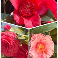 スノーフレーク,可愛い〜♡,花のある暮らし,椿色々の画像