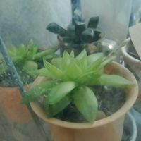 ハオルチアの画像