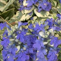 寄植え,ハンギング,小さな庭,玄関アプローチ,庭の画像