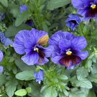 ガーデンシクラメン,ビオラ,寄せ植え,ベランダの画像