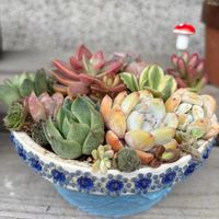 多肉植物 寄せ植え,多肉植物寄せ植え,春の訪れ,青森県(*´˘`*)だーい好き❣❣,がんに負けるな！の画像