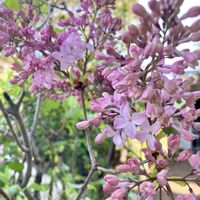 パンジー・ビオラ,ライラック,ライラック,ヒューケレラ,清明の画像