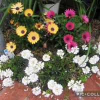 イベリス,オステオスペルマム,寄り道散歩の画像