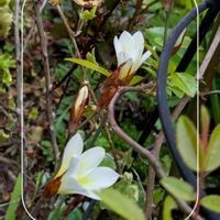 ギボウシ,スパラキシス,フリージア,ガーデニング,花のある暮らしの画像