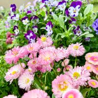 デージー,デージー,ガーデニング,山野草,花のある暮らしの画像