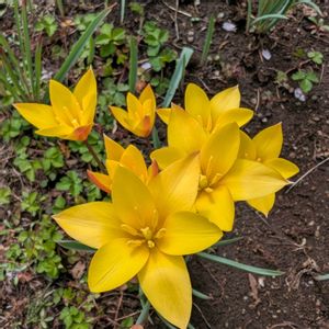 チューリップ,開花,畑の画像