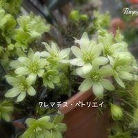 アリッサム,ミニバラ ボレロ,リナリアまろんパレット,ガーデニング,香りの良いバラの画像