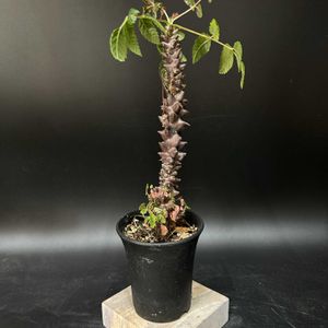 多肉植物,観葉植物,塊根植物,コーデックス,珍奇植物の画像