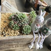 ピンクローサ,てんちゃん,ヒメハルボシ(姫春星),ナチュラルキッチン,イースターの画像