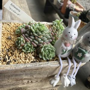 ピンクローサ,てんちゃん,ヒメハルボシ(姫春星),ナチュラルキッチン,イースターの画像