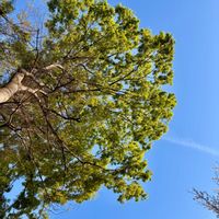 ケヤキ,おひさま,あおぞらの画像
