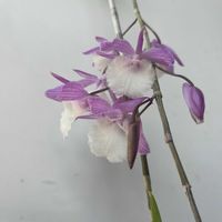 デンドロビウム,デンドロビューム,Den.pierardii,デンドロビウム ピエラルディ,洋蘭の画像