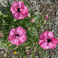 ラナンキュラス,勿忘草,種まきの画像