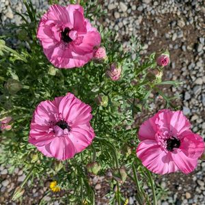 ラナンキュラス,勿忘草,種まきの画像