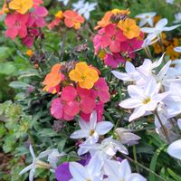 ハナニラ,チューリップ,チューリップ,ネモフィラ,ルナリアの画像