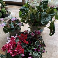 シクラメン,ガーデンシクラメン,可愛い,大好き♡︎ʾʾ,私の癒しの画像