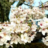 アセビ,ジロボウエンゴサク,癒し,植物のある暮らし,さくら 桜 サクラの画像