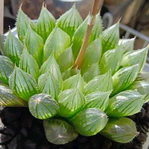 ジェリーフィッシュ×ピリフェラ,ハオルチア属,多肉ちゃん,ボタニカルライフ,ベランダーの画像