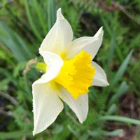 スイセン,春爛漫！,今日も元気で,キュンキュン乙女倶楽部,キュンキュン乙女倶楽部No.0278の画像