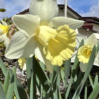 スイセン,ラッパスイセン,花壇,庭の画像