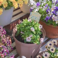 ペチュニア,サフィニアプチ,サフィニアプチ　ひつじもこもこ,サントリー フラワーズの画像